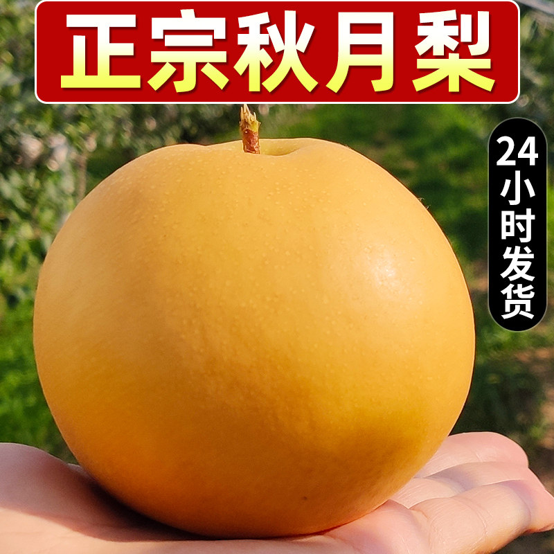 Orthodox school Autumn pear fresh fruit Season Full container Laiyang Pear 5 Ice sugar pear 10 Fengshui Sydneyin the Aquatic meat/Fresh fruits and vegetables/Cooked , Fresh fruit , Pear  category - from Buy2taobao.com to provide professional Taobao agent buy service