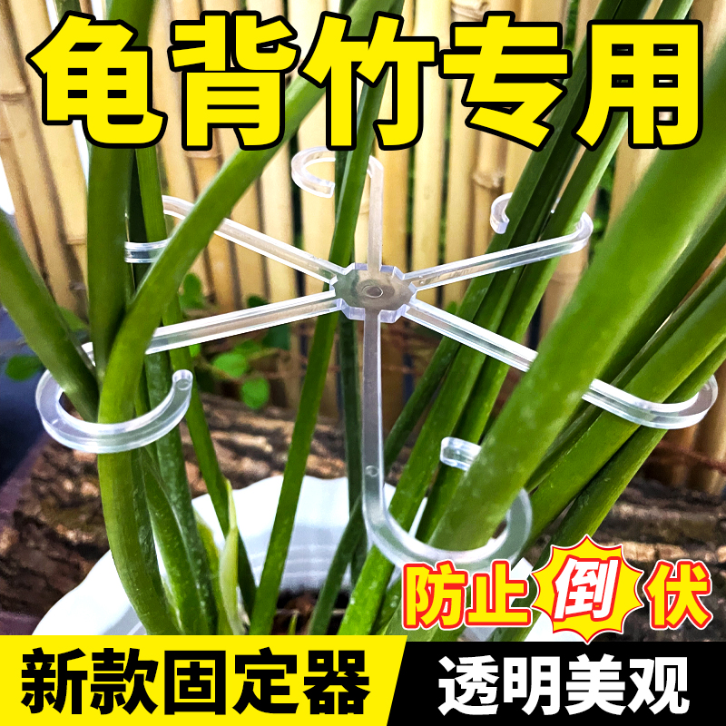 透明龟背竹防倒伏神器