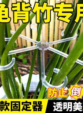 透明龟背竹防倒伏神器