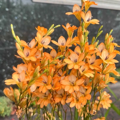 阳台庭院多年生橙花鸢尾兰种球稀有球根花卉秋植谷鸢尾种子