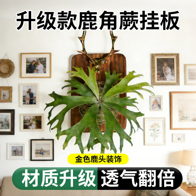 花多多鹿角蕨挂板大型套装种植板上板防腐木板植线实木壁挂板图片