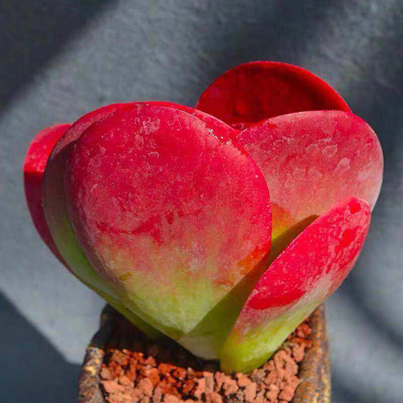 多肉植物唐印稀有品种老庄大颗新手好养盆栽花卉绿植好养室内