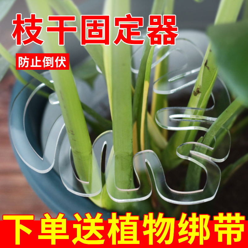 龟背竹支撑杆枝干固定器收拢