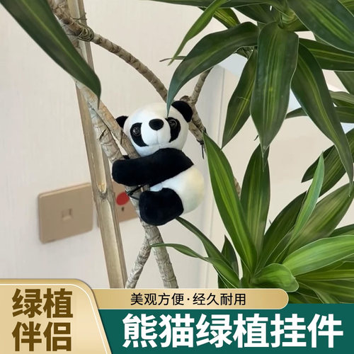 绿植挂件装饰金钱树龟背竹