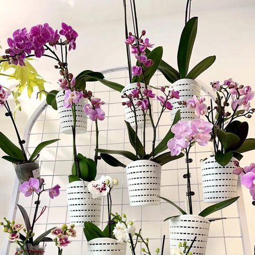 兰花专用花盆悬挂加厚