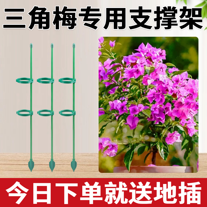 三角梅支撑杆高飘龟背竹