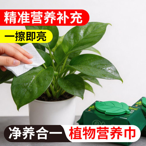 植物叶片清洁湿营养巾清洁光亮园艺工具营养液叶面除尘剂除尘工具