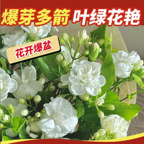 家用速效开花素茉莉花促花催花肥高浓缩即喷花卉营养液爆花专用