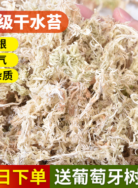 水苔蝴蝶兰专用营养土干苔藓青苔石斛花君子兰乌龟冬眠垫材兰花土