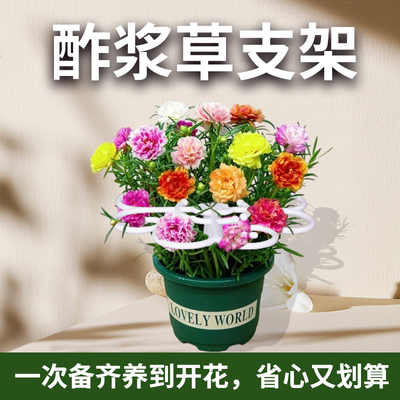 酢浆草专用固定防倒伏造型支架