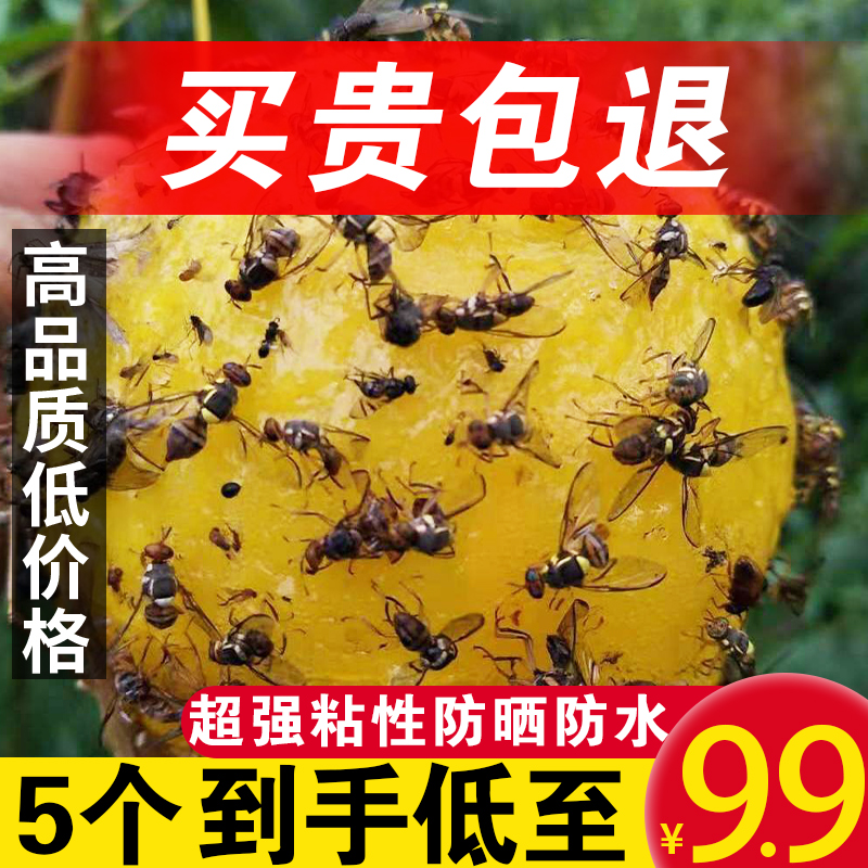 诱蝇球果蝇诱捕器粘虫球马蜂针锋小飞虫贴克星苍蝇球诱虫剂捕蝇器-封面