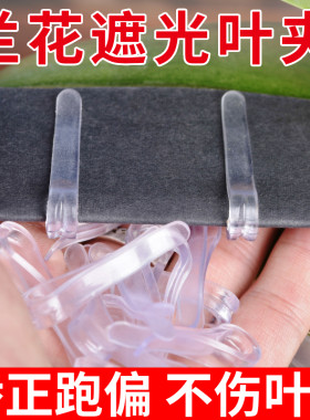 君子兰叶片矫正器夹子