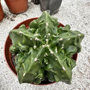 实生琉璃无刺好养桌面植物盆栽开花阳台摆件仙人球 核桃鸾凤玉