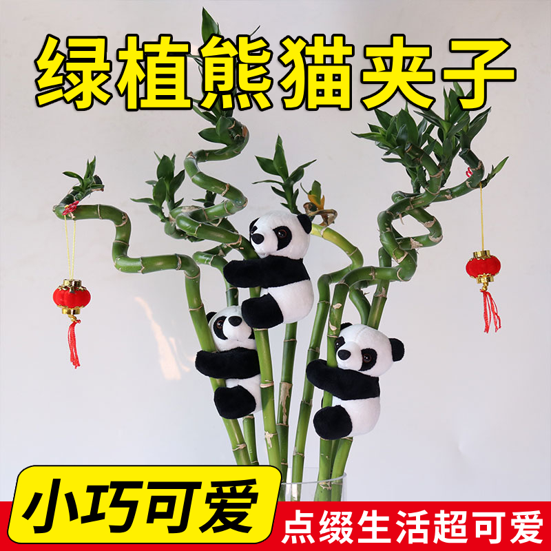 绿植挂件装饰金钱树龟背竹