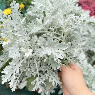 雪月菊阳台耐寒观叶绿植室外花园景观植物花镜盆栽银叶菊盆栽苗