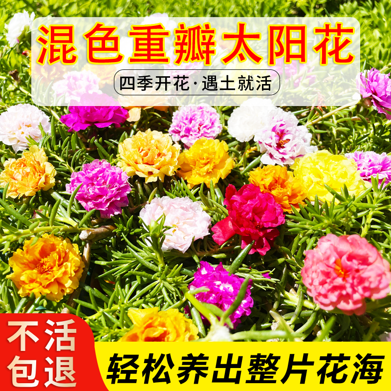 重瓣太阳花苗宿根混色植物