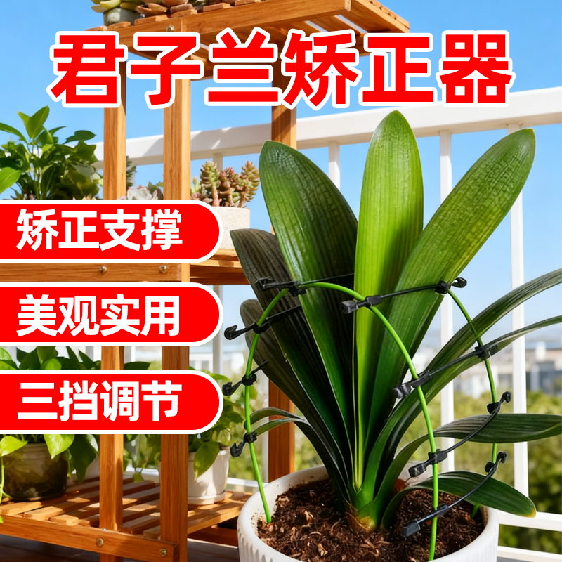 君子兰叶片矫正器整形夹线