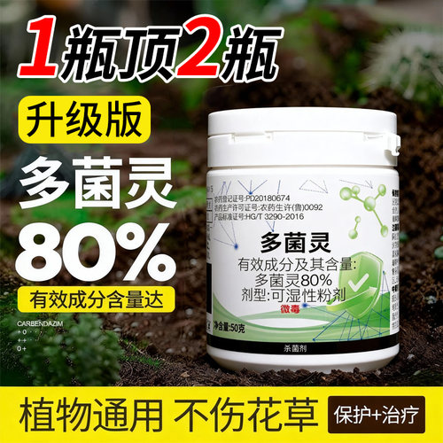 80%多菌灵杀菌剂防治白粉炭疽