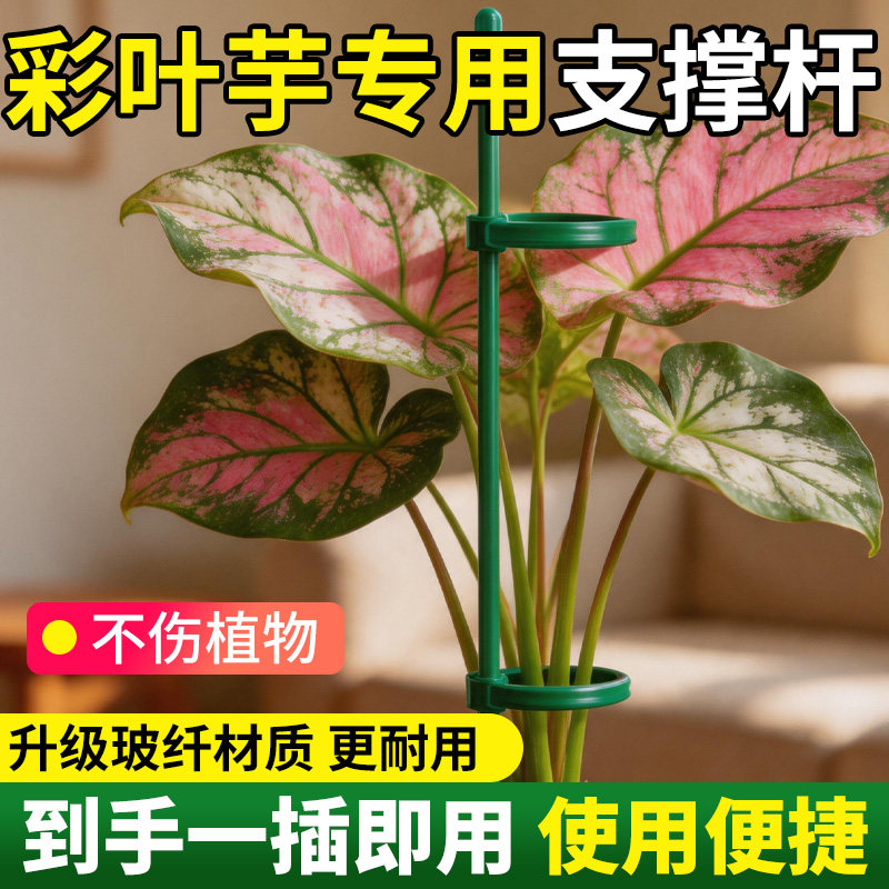 彩叶芋支撑架阳台家用种菜专用架子防倒伏爬藤架固定杆园艺花架图片