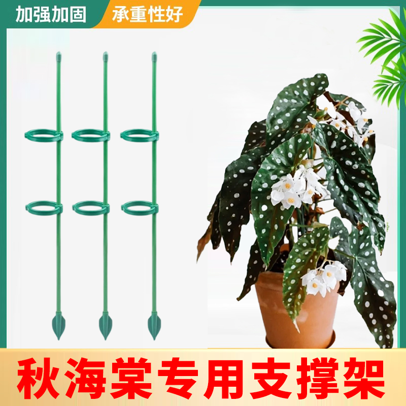 秋海棠倒伏专用植物支撑杆