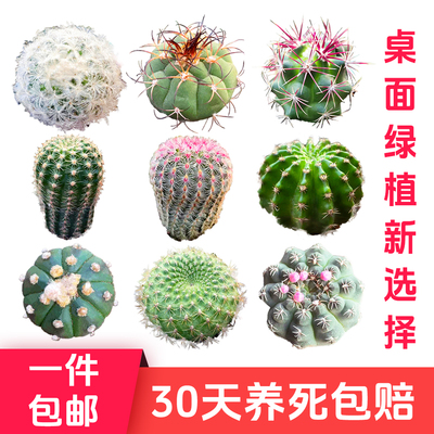 球星号阳台组合鸾凤兜盆栽