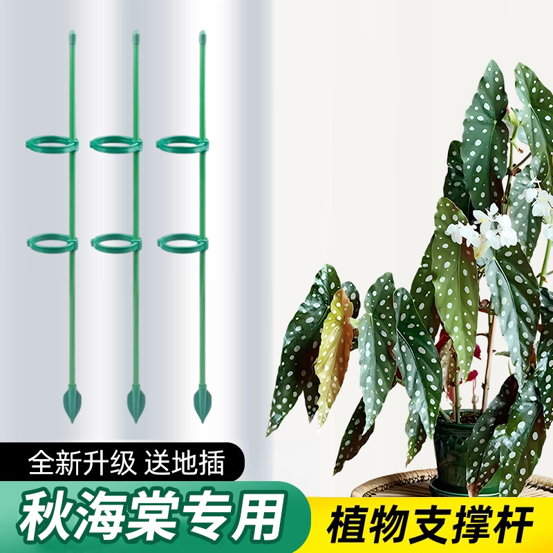 秋海棠倒伏专用植物支撑杆