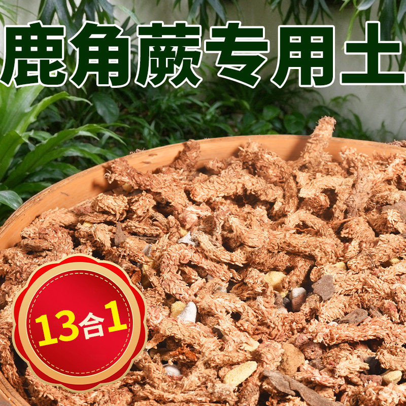 鹿角蕨水苔专用土植物挂板干苔藓种植有机营养土女王何其美二歧