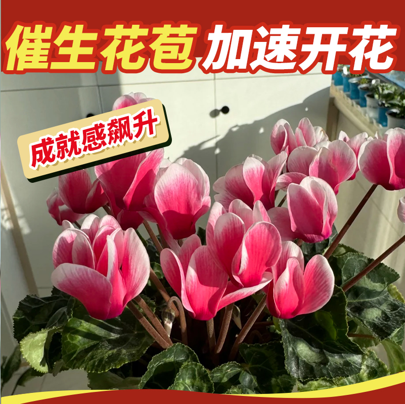 仙客来速效开花素安全家养植物通用养花促花即喷型高浓缩营养液