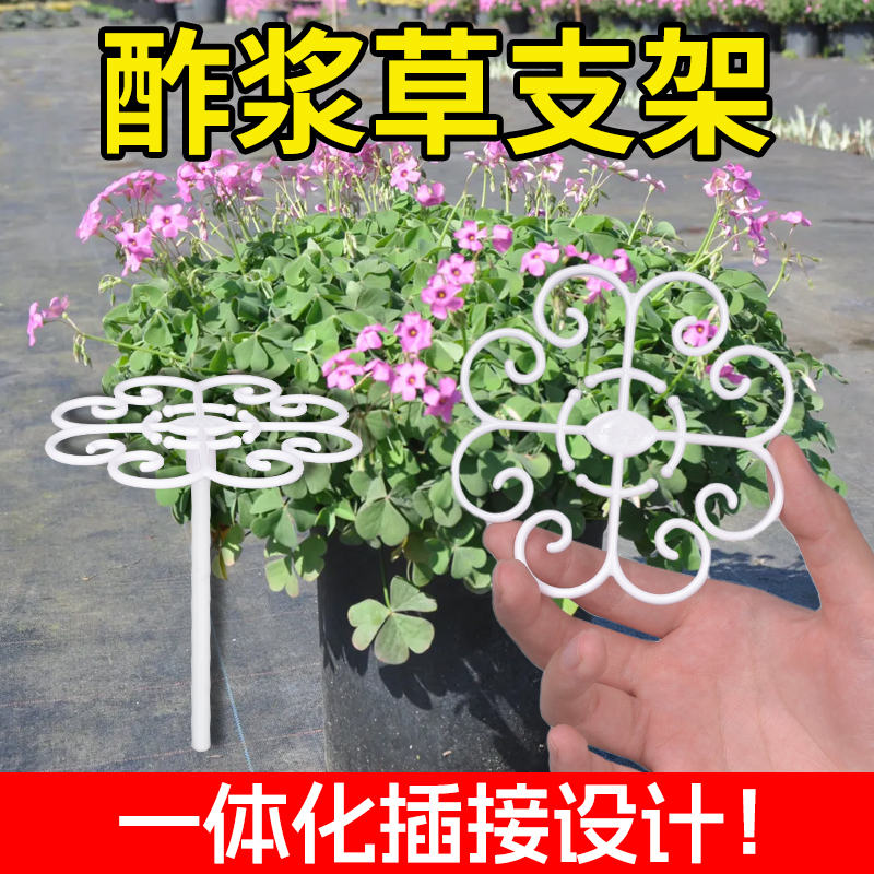 花多多酢浆草支架防倒伏定型