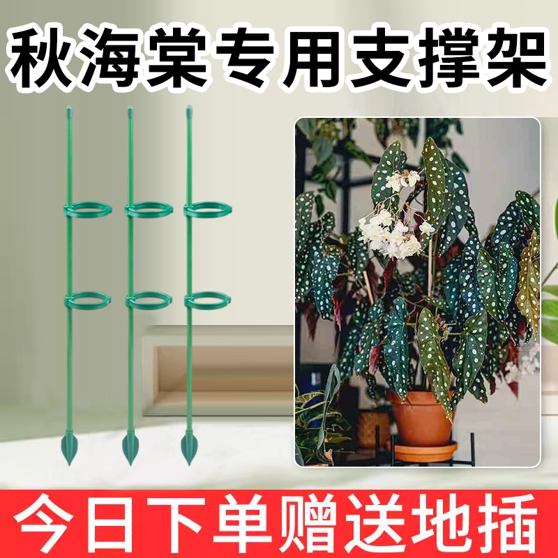 秋海棠倒伏专用植物支撑杆