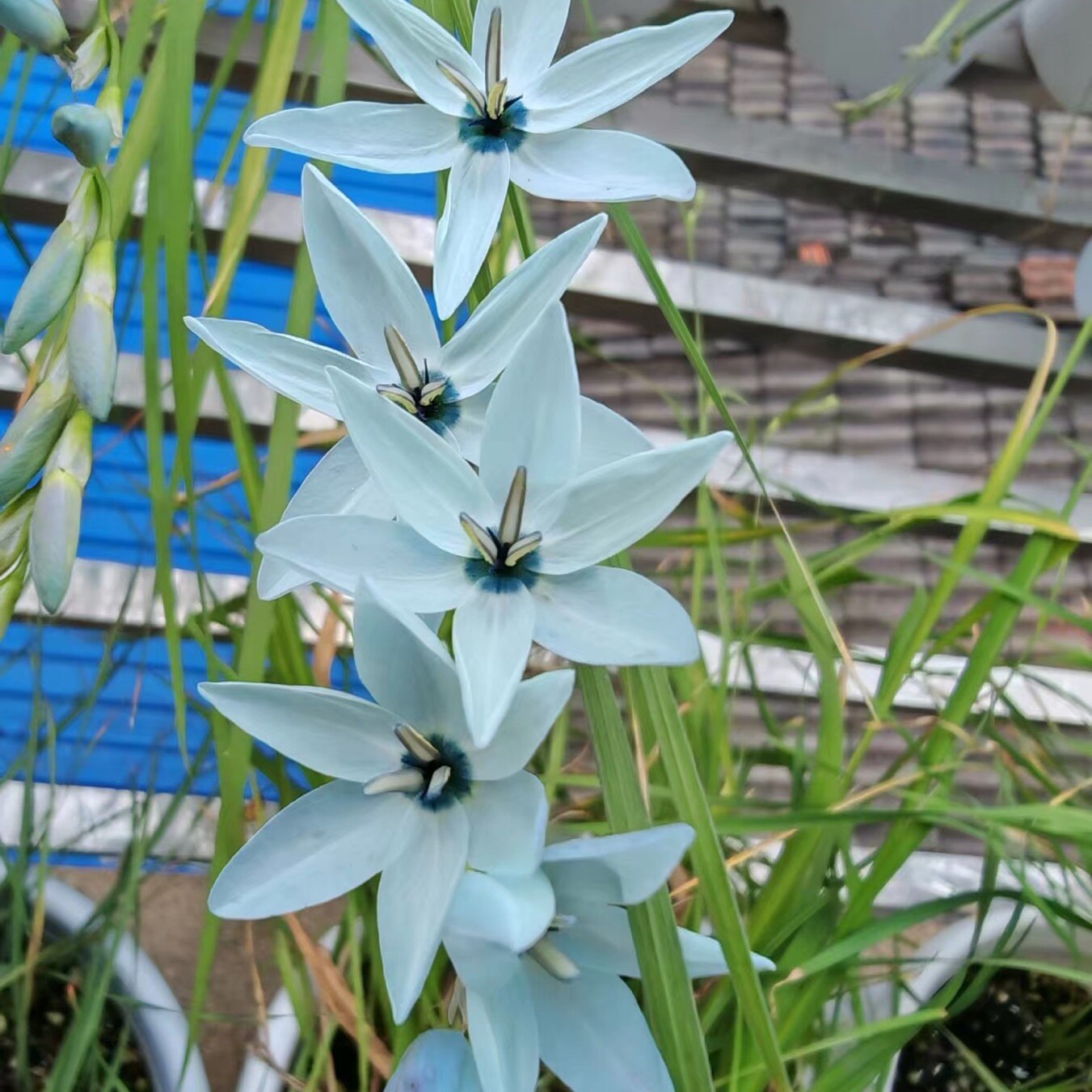 谷鸢尾婴儿蓝眼稀有球根花卉盆栽阳台庭院多年生秋植谷鸢尾漂亮