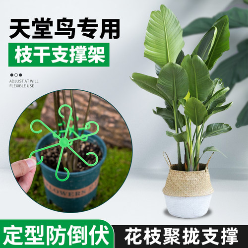 天堂鸟支架花枝固定架子
