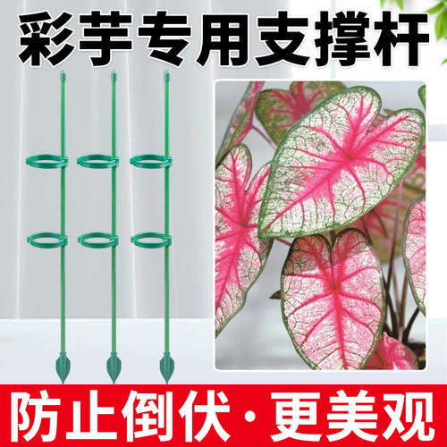 彩叶芋支撑杆海芋植物支架花杆支撑园艺固定器花卉绿植防倒伏神器