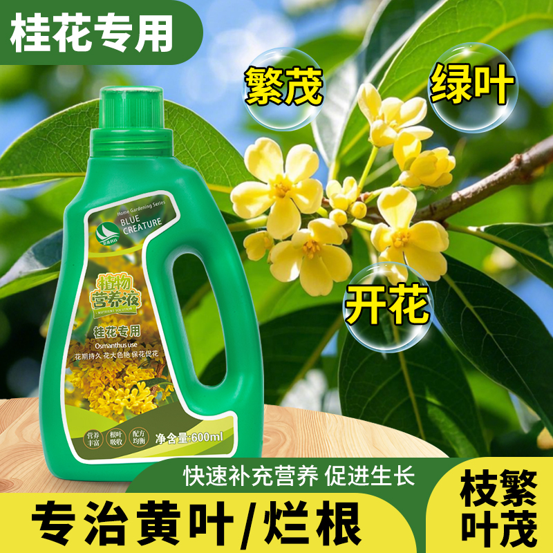 桂花树专用营养液肥盆栽桂花树肥料促花爆花专用肥开花专用肥