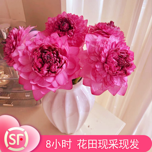 重瓣荷花鲜花批发新鲜莲蓬水生花卉插花花束夏季鲜切花苞莲花现摘
