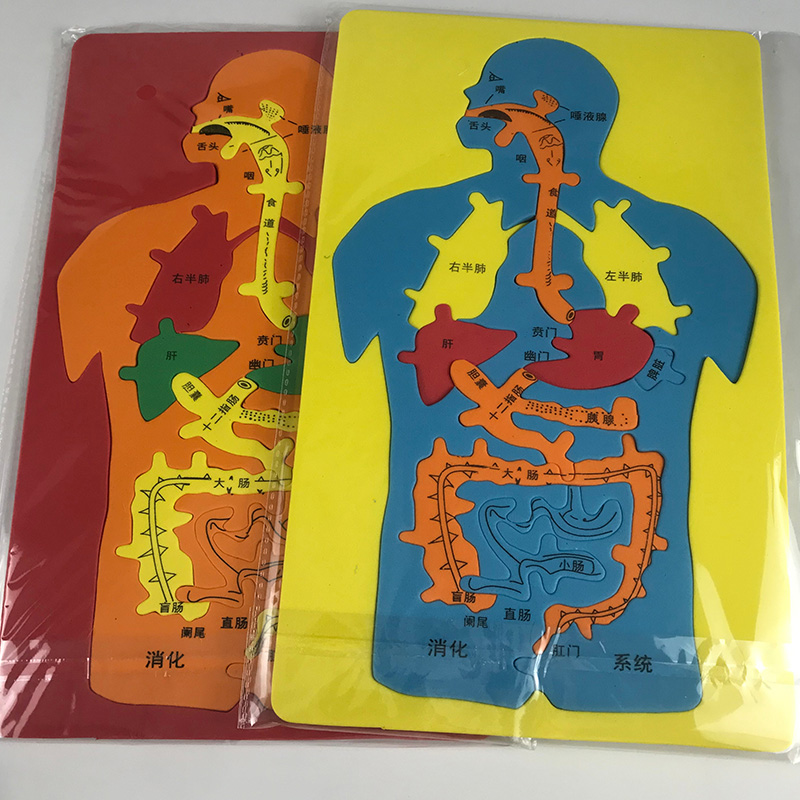 人体结构内部器官成君科教