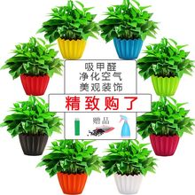 绿萝盆栽植物花卉办公室内好养绿植苗吊兰含盆长藤大叶绿箩