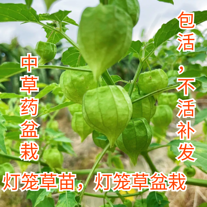 中草药盆栽灯笼泡盆栽天泡子灯笼草苗挂金灯笼果天泡草苗黄姑娘苗
