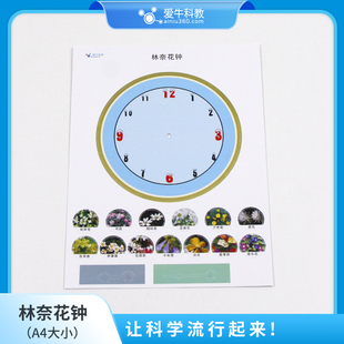 小学科学林奈花钟纸卡套材用于自制林奈花钟模型