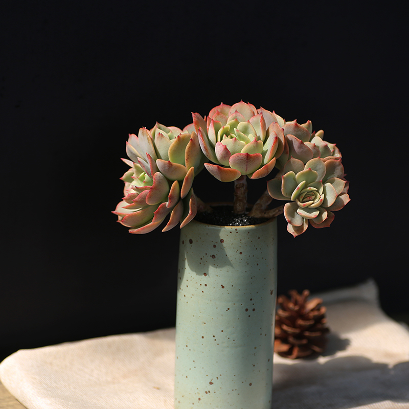 白雪公主 多肉植物控养老桩群生进口贵货办公室阳台多肉盆栽好养