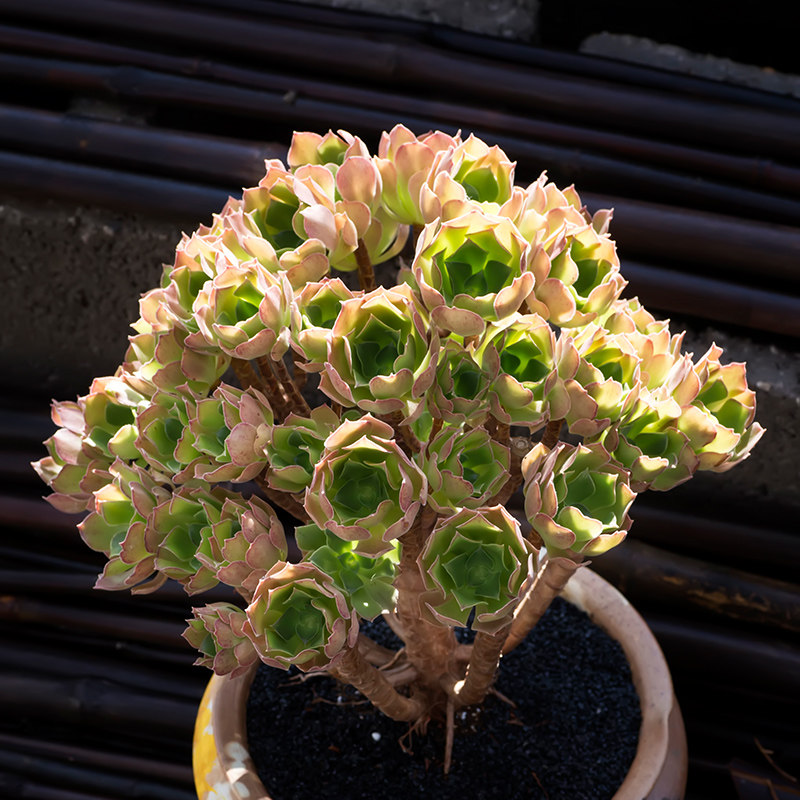 西童韶羞法师老桩多头多肉植物多肉超大法师肉肉红法师云南包邮