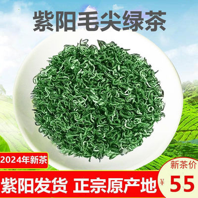 新茶紫阳绿茶紫阳茶核心产区