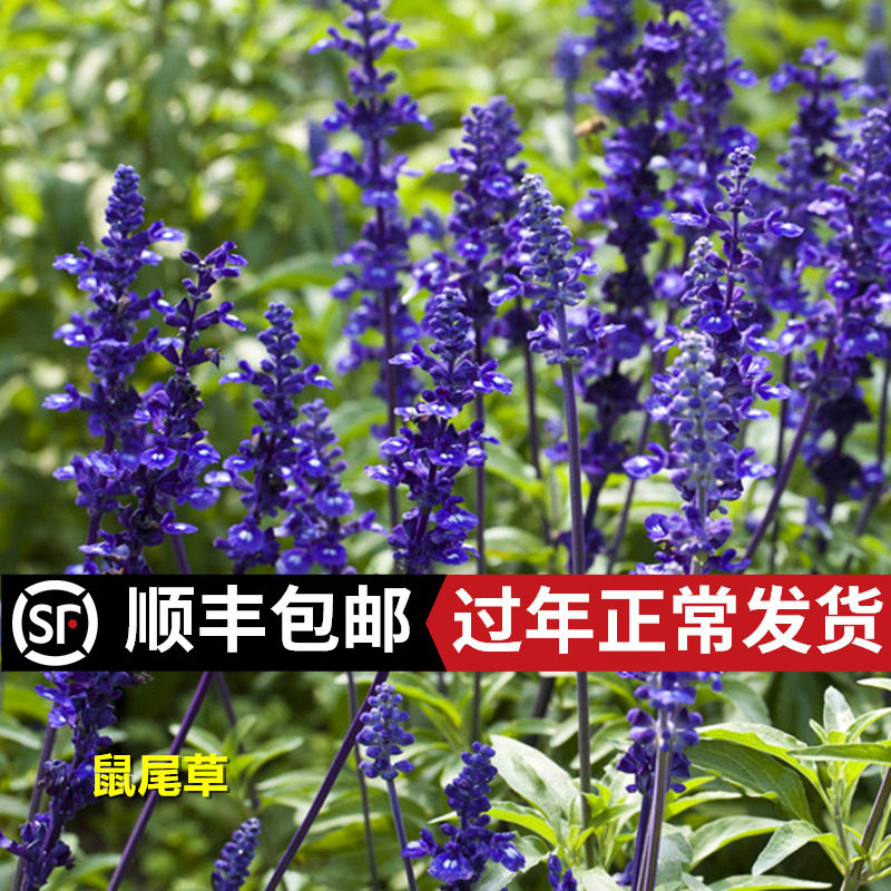 宿根鼠尾草种子价格 宿根鼠尾草种子图片 星期三