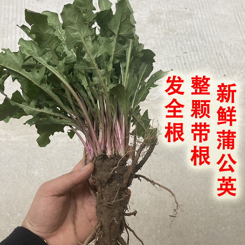 广西新鲜蒲公英带根整颗长根现挖其它