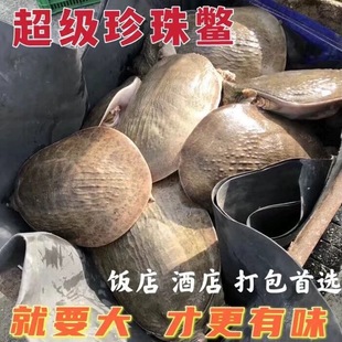1-25斤多规格珍珠鳖甲鱼外塘食用巨型特大活体活物水鱼鲜活甲鱼
