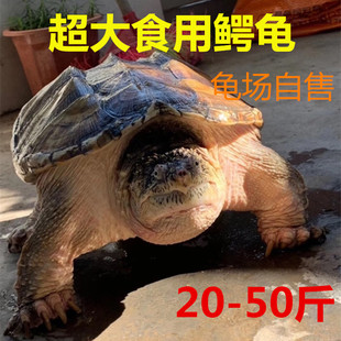 超大食用鳄龟活物 聚餐送礼肉龟 胶原蛋白丰富特大煲汤鳄龟包活