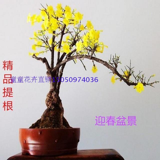 迎春花盆景盆栽桩小桩型精品提根盆景室内办公桌植物盆景桩