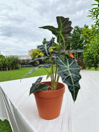 红陶花盆粗陶家用透气陶土花盆简约多肉花盆绿萝花卉陶土盆