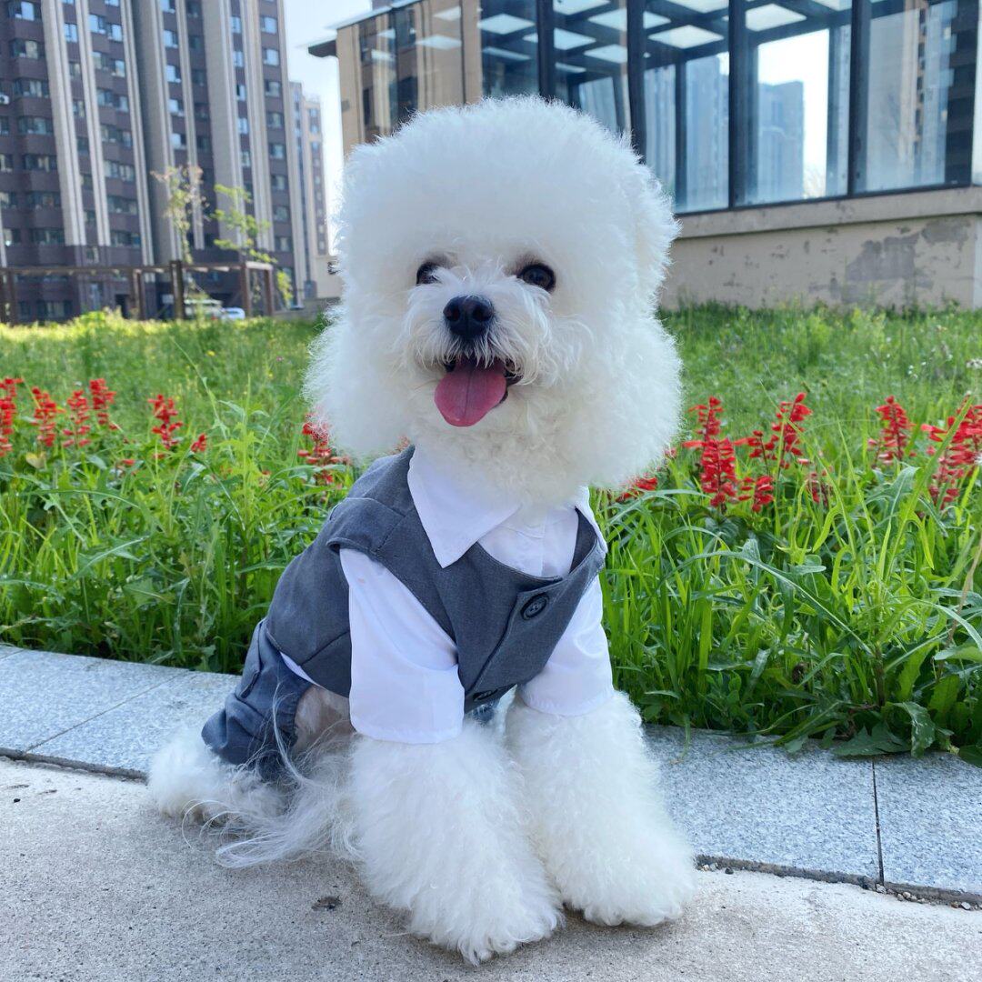 宠物狗狗衣服春夏两件套