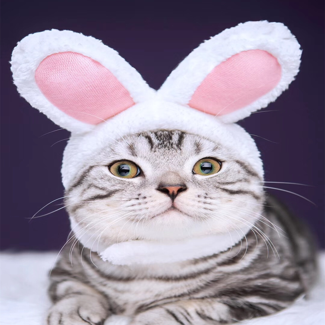 抖音猫咪宠物耳朵头套帽子